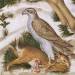 Falcon with captured rabbit (detail)